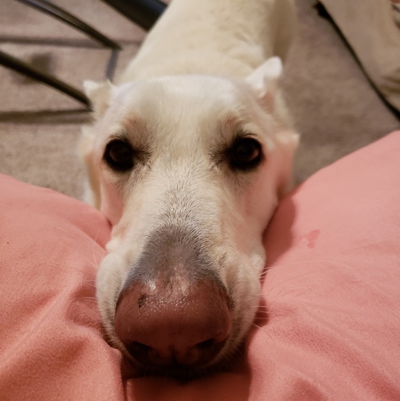 Meet your Posher, Sara - Picture 3 of 3